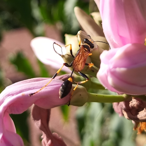 Sceliphron caementarium observed 2026-10-24