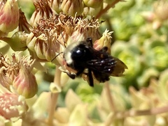 Bombus vosnesenskii