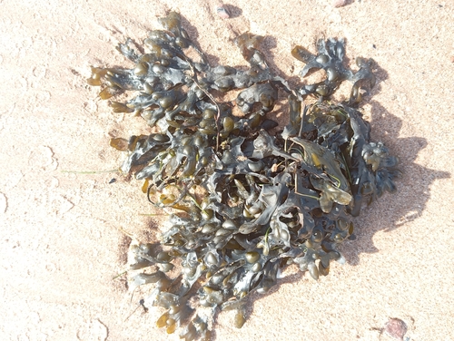 Fucus vesiculosus observed 2026-10-27