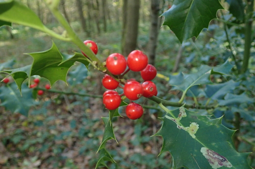 Ilex aquifolium observed 2026-10-27