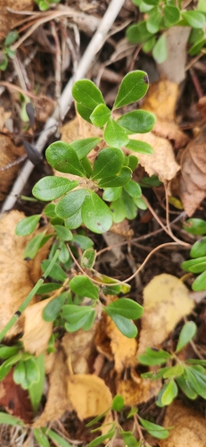 Arctostaphylos uva-ursi observed 2026-10-27