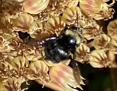 Bombus vosnesenskii