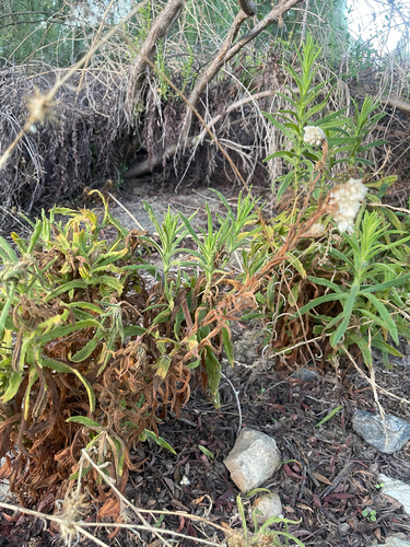 Pseudognaphalium californicum, 2026-10-27