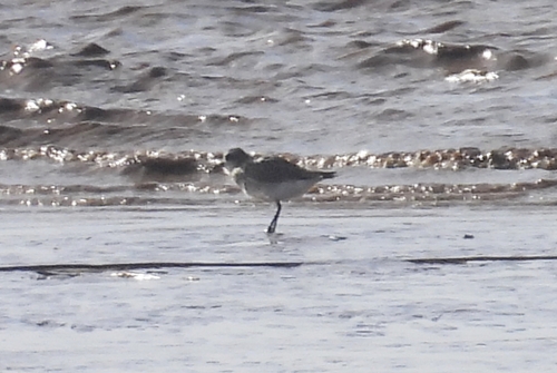 Pluvialis, 2026-10-27