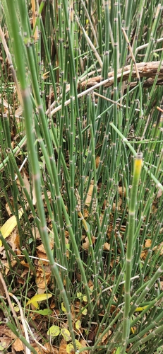 Equisetum hyemale observed 2026-10-27