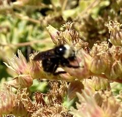 Bombus vosnesenskii