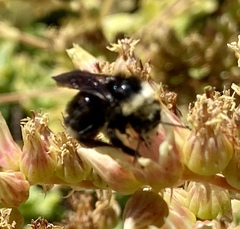 Bombus vosnesenskii