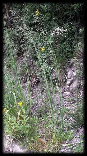 giant mountain grass (Dryopoa dives)