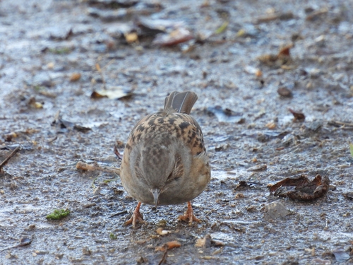 Prunella, 2026-10-27
