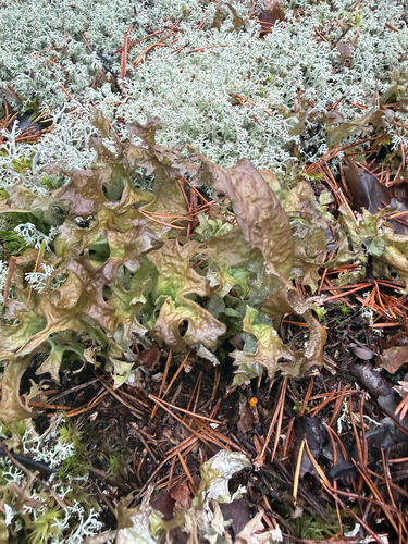 Cetraria islandica, 2026-10-27