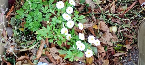 Chrysanthemum observed 2026-10-27