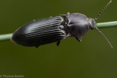Selatosomus lateralis