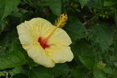Hibiscus