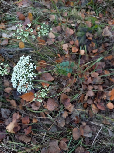 Pimpinella saxifraga, 2026-10-27