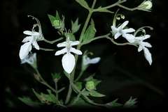 Teucrium corymbosum