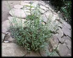 Teucrium corymbosum