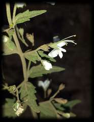 Teucrium corymbosum