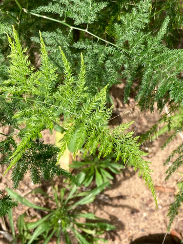 Asparagopsis observed 2026-10-24