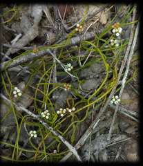 Cassytha glabella dispar