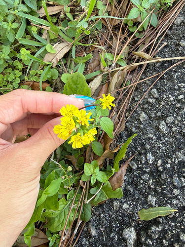 Youngia japonica observed 2026-10-27