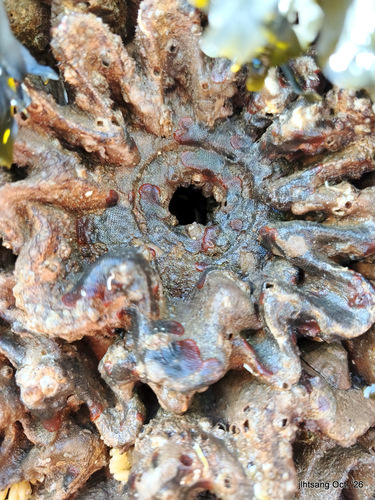 Watersipora observed 2026-10-27
