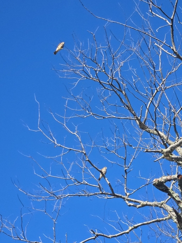 Falco columbarius observed 2026-10-27