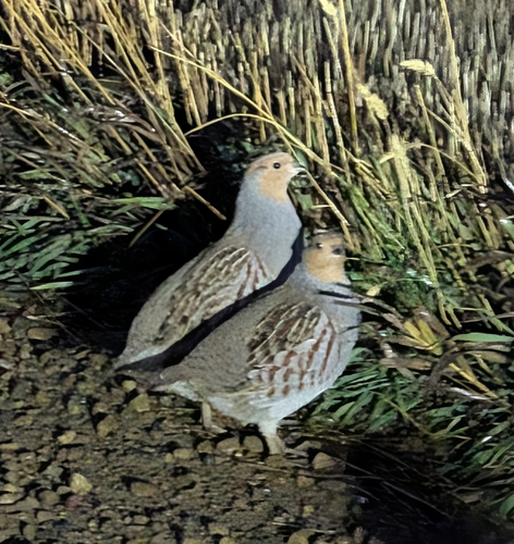 Perdix perdix observed 2026-10-27