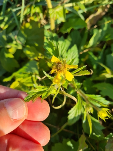 Geum aleppicum observed 2026-10-26