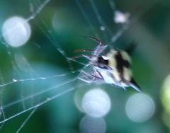 Micrathena cubana