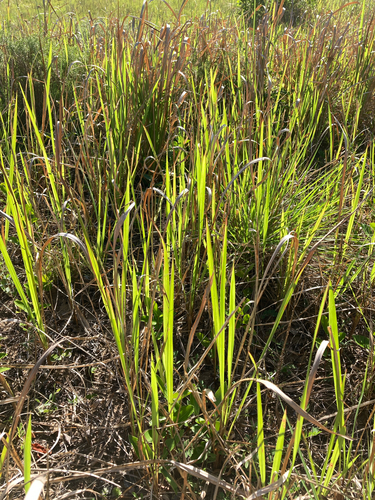 Imperata observed 2026-10-24