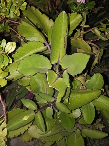 Kalanchoe pinnata observed 2026-10-27