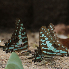 Graphium antheus