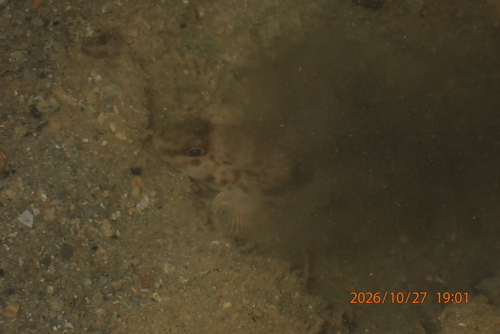 Acentrogobius observed 2026-10-27