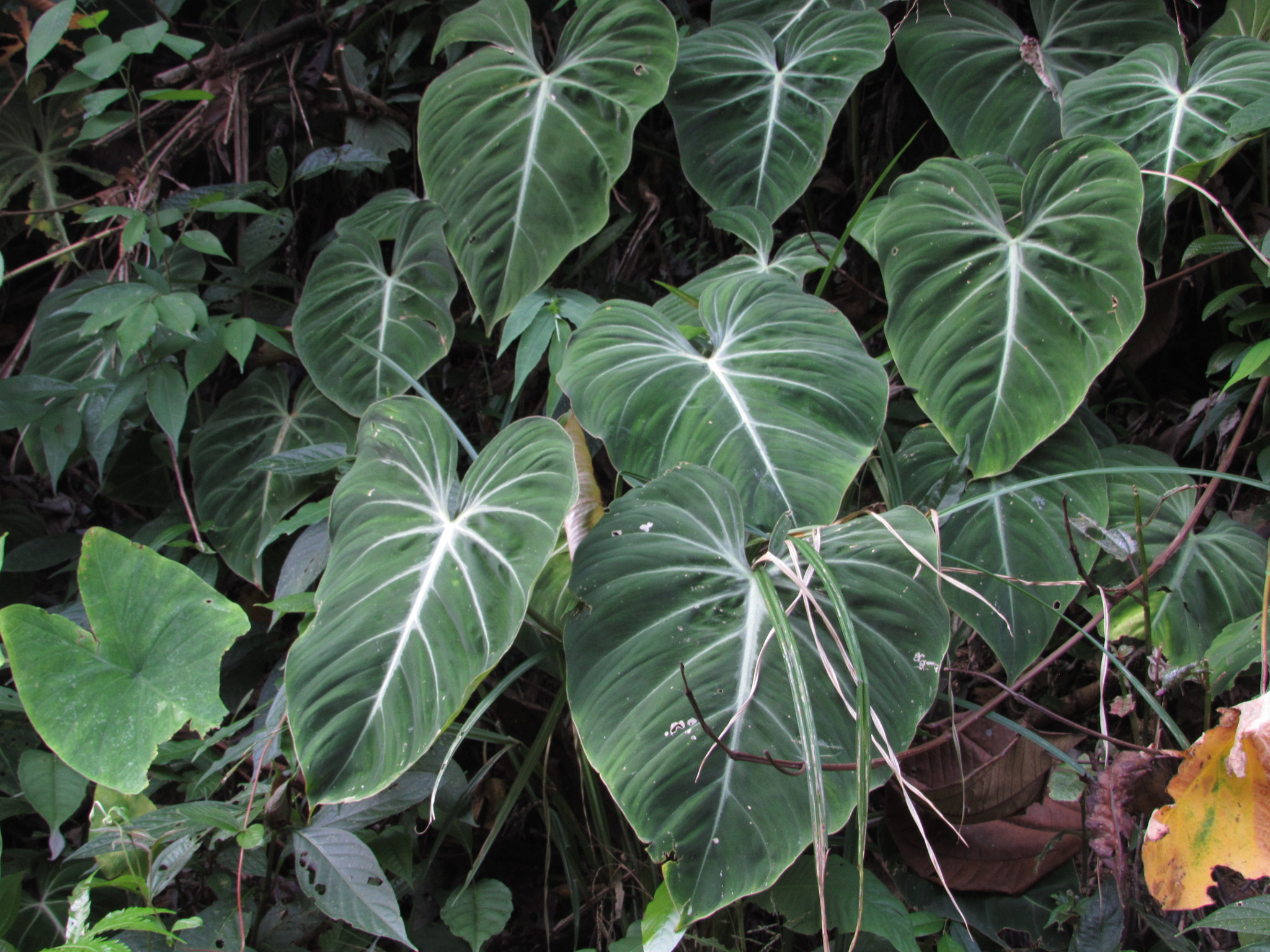 Philodendron gloriosum  iNaturalist