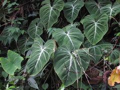 Philodendron gloriosum