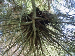 Arceuthobium tsugense