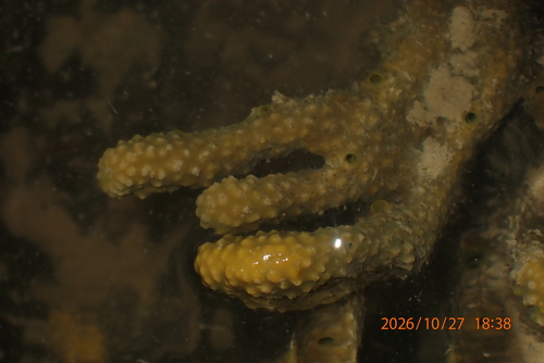 Pseudoceratina purpurea observed 2026-10-27