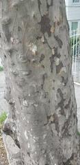 Platanus