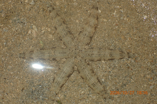 Archaster typicus observed 2026-10-27