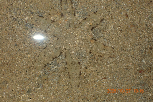 Archaster typicus observed 2026-10-27