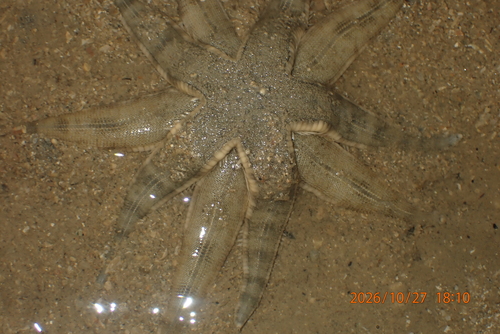Archaster typicus observed 2026-10-27
