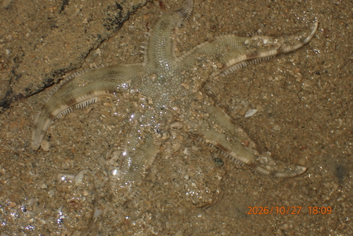 Archaster typicus observed 2026-10-27