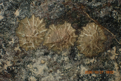 Siphonaria observed 2026-10-27