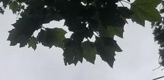 Platanus