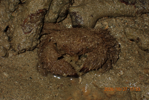 Pilumnus observed 2026-10-27