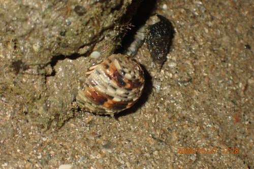 Nerita chamaeleon observed 2026-10-27