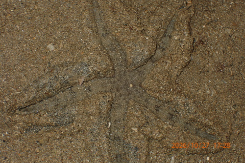 Archaster typicus observed 2026-10-27