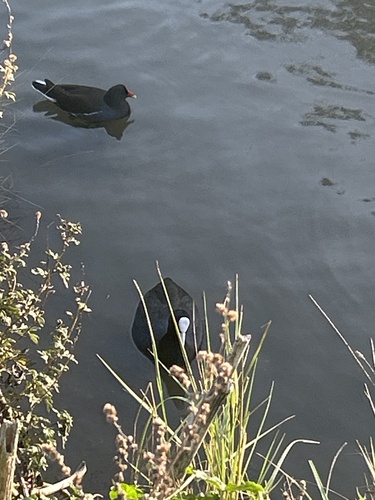 Fulica atra, 2026-10-27