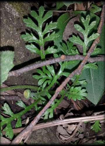 Image of Mountain Cotula (Leptinella filicula) by (c) Russell Best, some rights reserved (CC BY)