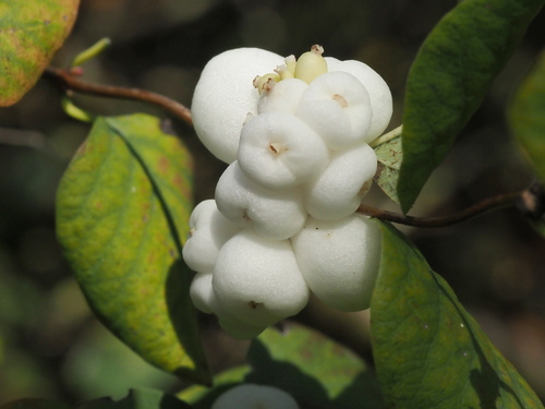 Symphoricarpos albus observed 2026-10-27